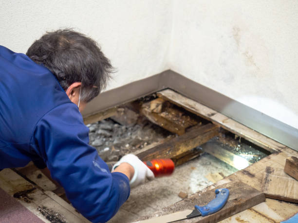 Reliable Naugatuck, CT Mold Removal Solutions