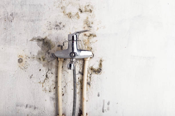 Best Office Mold Removal Services  in Naugatuck, CT