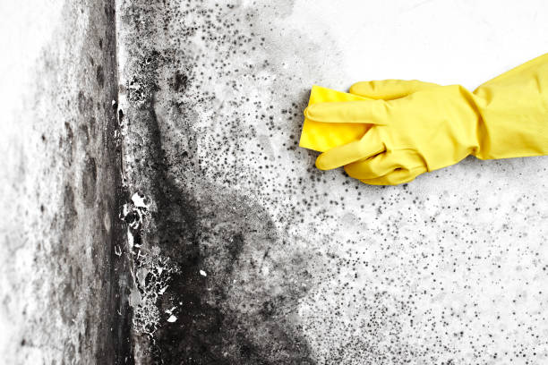 Best Emergency Mold Removal  in Naugatuck, CT