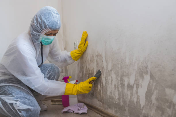 Best Home Mold Removal  in Naugatuck, CT