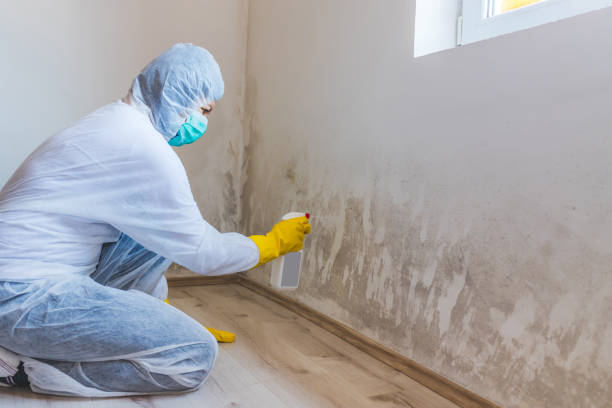Best Professional Mold Removal  in Naugatuck, CT