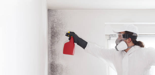 Best Mold Testing  in Naugatuck, CT