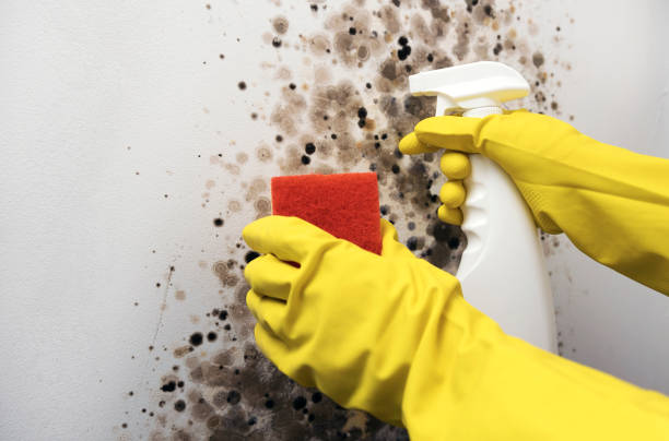 Best Mold Removal Company Near Me  in Naugatuck, CT