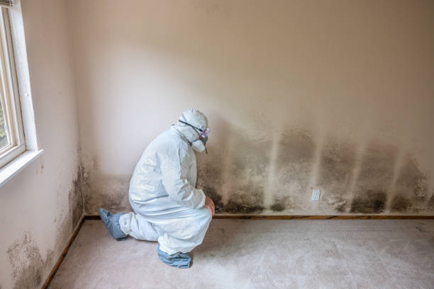 Best Certified Mold Removal  in Naugatuck, CT