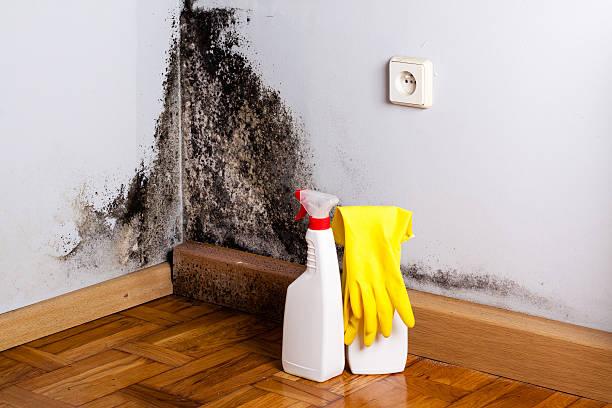 Best Crawl Space Mold Removal  in Naugatuck, CT