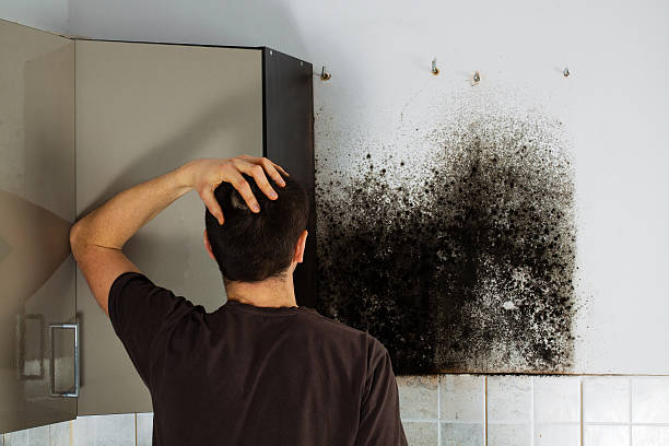 Best Fast Mold Removal  in Naugatuck, CT
