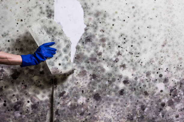 Home Mold Removal in Naugatuck, CT