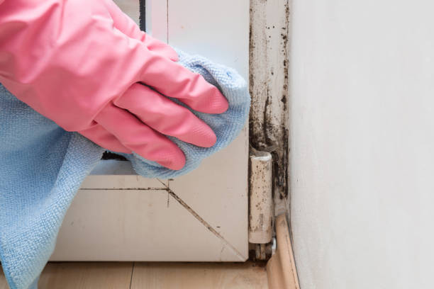Best Mold Remediation Services  in Naugatuck, CT