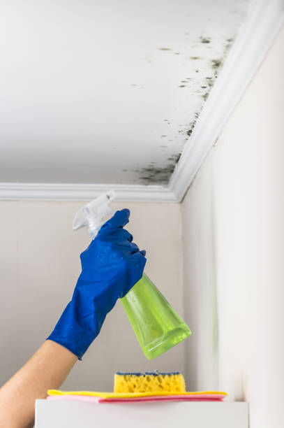 Best Residential Mold Removal  in Naugatuck, CT