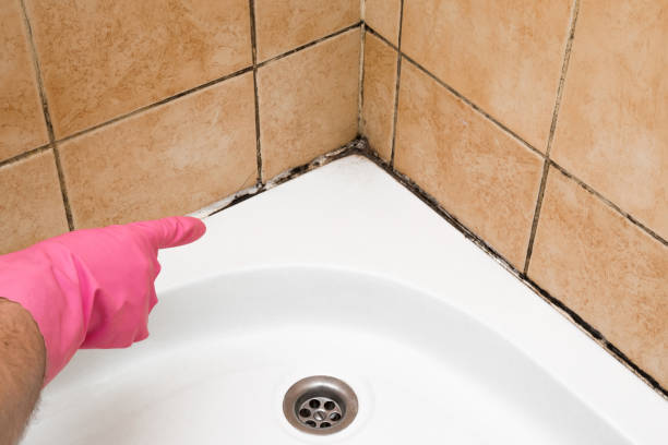 Best Professional Mold Removal  in Naugatuck, CT